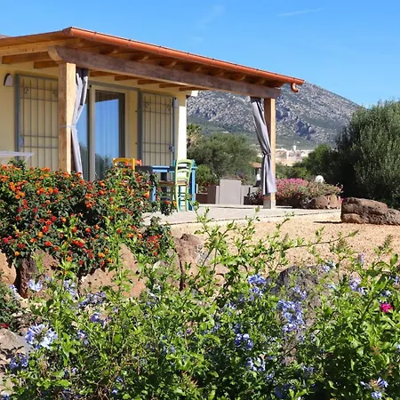 Country Sant' Elene - Olivo *