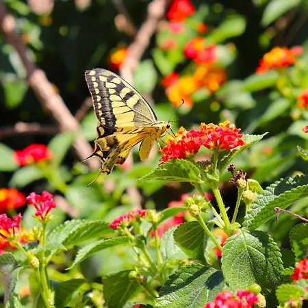 Country Sant' Elene - Olivo Apartment Orosei