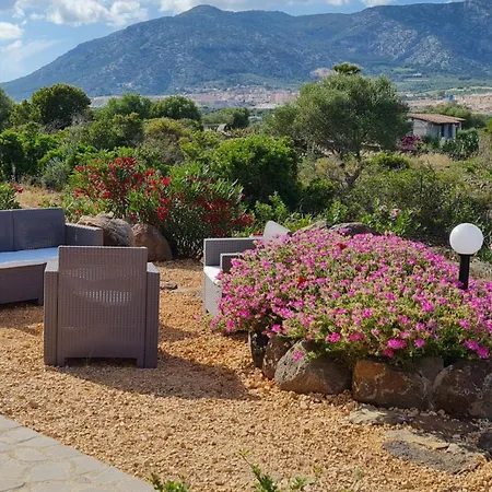 Country Sant' Elene - Olivo *