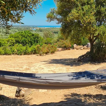 Country Sant' Elene - Olivo